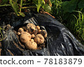 Potato Harvest 78183879