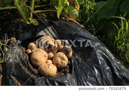 Potato Harvest Potato Harvest 78183879