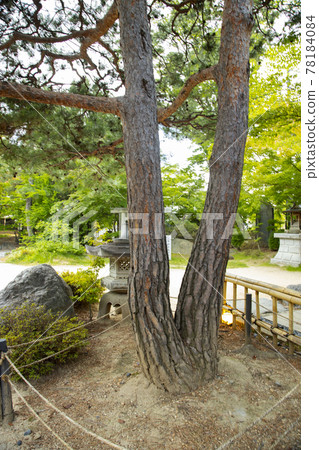 Matsumoto City, Nagano Prefecture, Yohashira Shrine, Matchmaking Pine Matsumoto City, Nagano Prefecture, Yohashira Shrine, Matchmaking Pine 78184084
