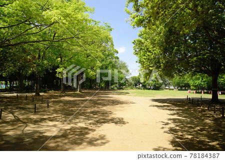新綠，千葉縣船橋市，縣立行田公園 78184387