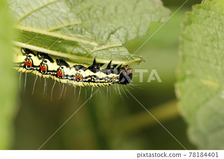 Fukurasu幼蟲 78184401