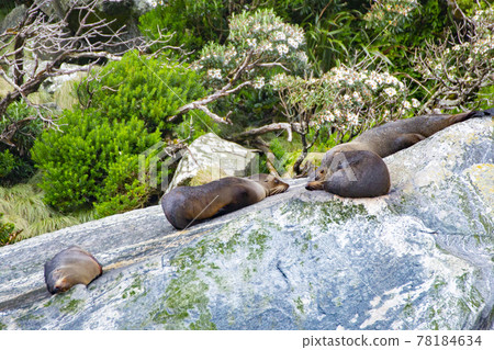 米爾福德峽灣，新西蘭海豹在岩石上放鬆 78184634