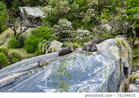 米爾福德峽灣,新西蘭海豹在岩石上放鬆 米爾福德峽灣,新西蘭海豹在岩石上放鬆 78184635