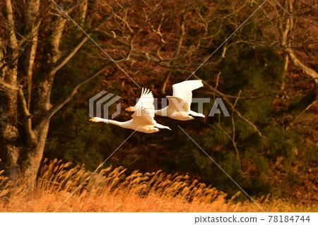 Swan in Oike Swan in Oike 78184744