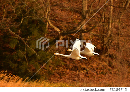 Swan in Oike Swan in Oike 78184745