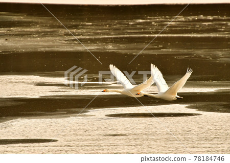Swan in Oike Swan in Oike 78184746