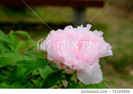 蓬鬆的粉紅色牡丹花 78184898