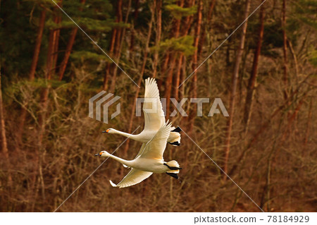 Swan in Oike Swan in Oike 78184929