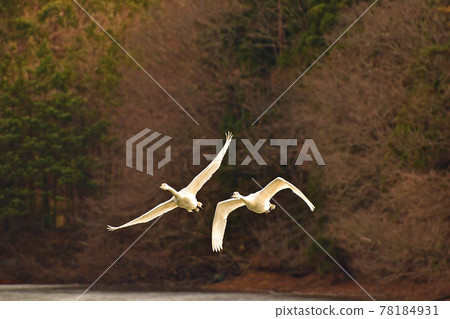 Swan in Oike Swan in Oike 78184931