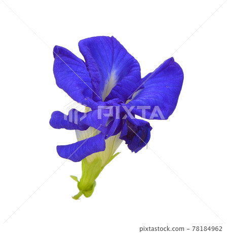 Clitoria ternatea or Aparajita flower isolated on white background Clitoria ternatea or Aparajita flower isolated on white background 78184962