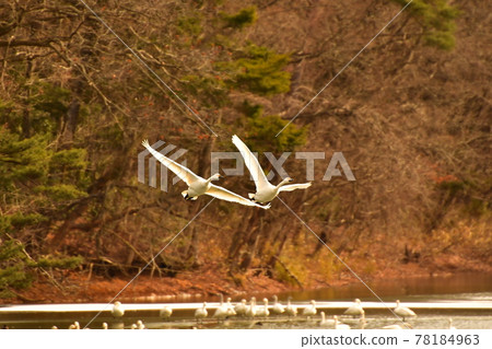 Swan in Oike Swan in Oike 78184963