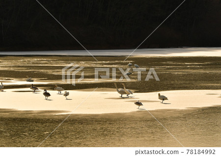 Swan in Oike Swan in Oike 78184992