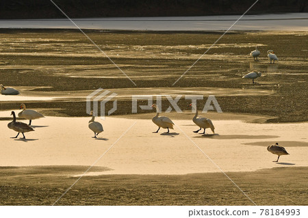Swan in Oike Swan in Oike 78184993