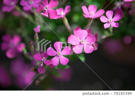 Close-up of Sapindaceae 78185394