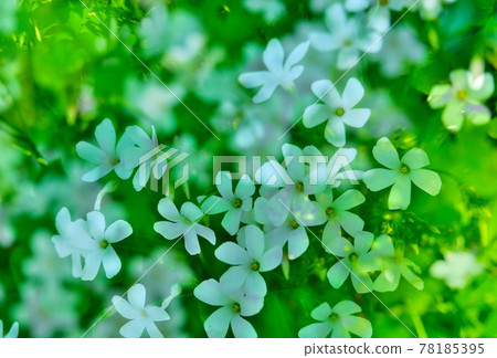 Wildflower petals 78185395