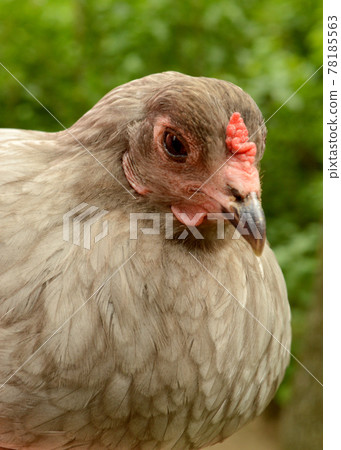 Mother Hen Easter Egger Chicken 78185563