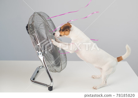Jack russell terrier dog sits enjoying the cooling breeze from an electric fan on a white background. 78185820