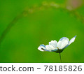 Spider rests in white cosmos 78185826