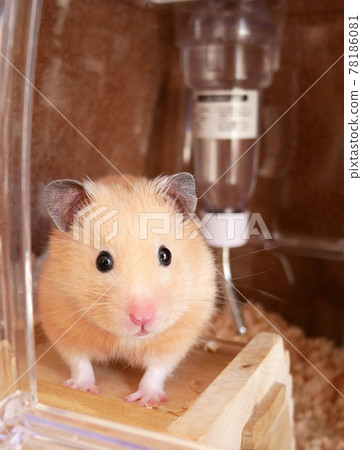 金熊倉鼠向外看 78186081