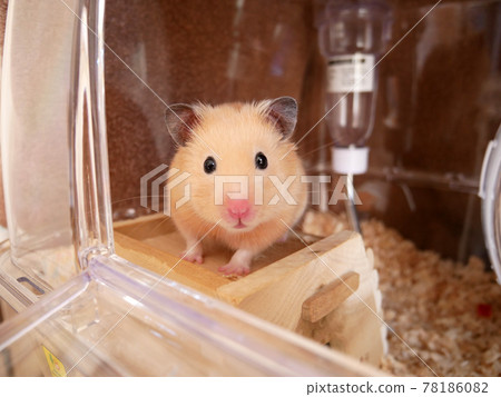 金熊倉鼠向外看 金熊倉鼠向外看 78186082