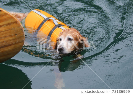 do golden retrievers need life jackets