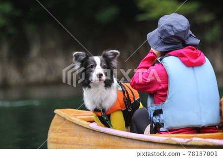 Border Collie enjoying a Canadian canoe Border Collie enjoying a Canadian canoe 78187001
