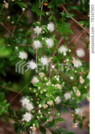 冷杉花 冷杉花 78187003