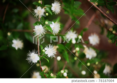 Fir flower Fir flower 78187004