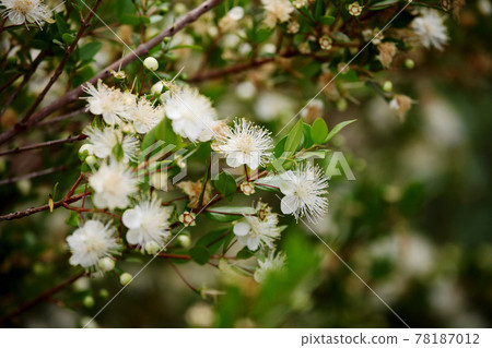 冷杉花 冷杉花 78187012