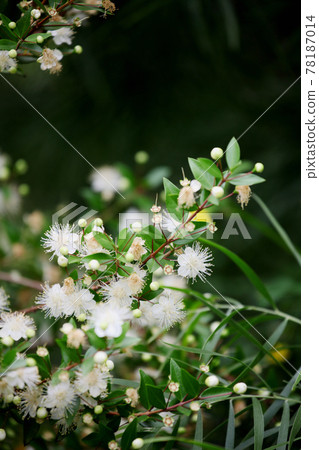 冷杉花 78187014