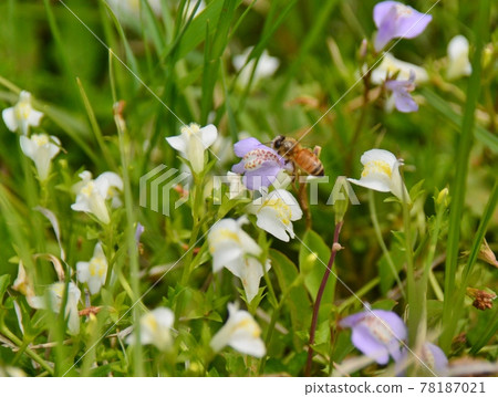 White and purple flowers and bees 78187021