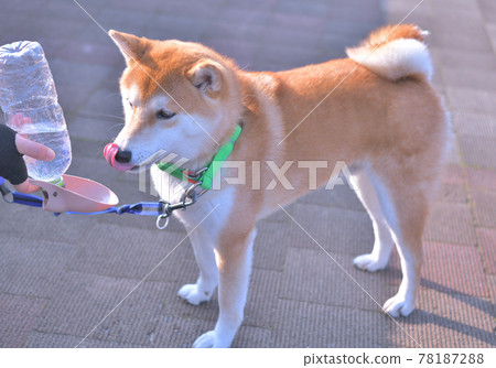 柴犬散步時喝水 柴犬散步時喝水 78187288