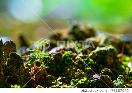 Budding of hinoki 78187635