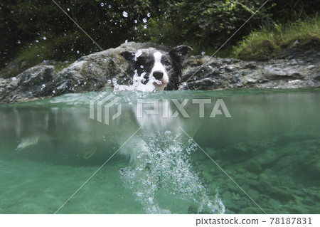 Border collie dog paddle in the river Border collie dog paddle in the river 78187831