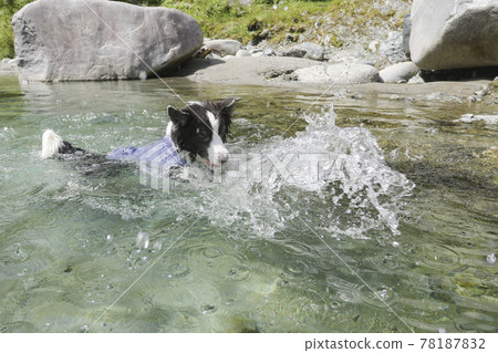 Border collie dog paddle in the river Border collie dog paddle in the river 78187832