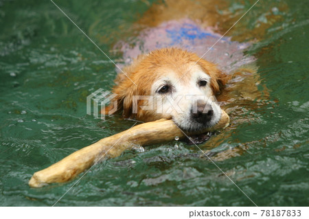 Golden retriever playing in the river upstream 78187833