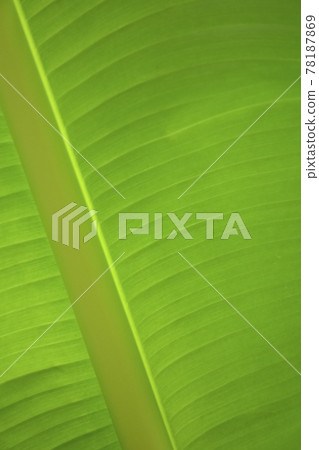 Majestic, large and wide green banana leaves peculiar to the tropics Majestic, large and wide green banana leaves peculiar to the tropics 78187869