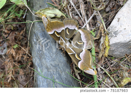 Yamama Yuga's Shinjusan 78187983