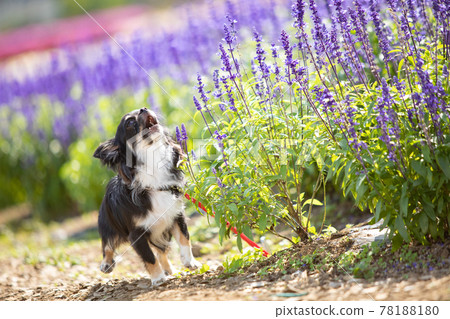 Chihuahua in a long coat barking with lavender 78188180