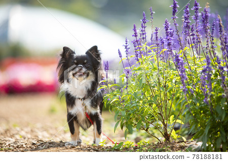 Chihuahua in a long coat barking with lavender 78188181