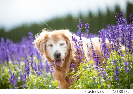 Chihuahua in a long coat barking with lavender 78188182
