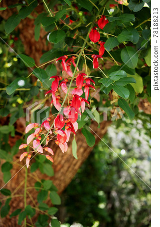 America Deigo 78188213