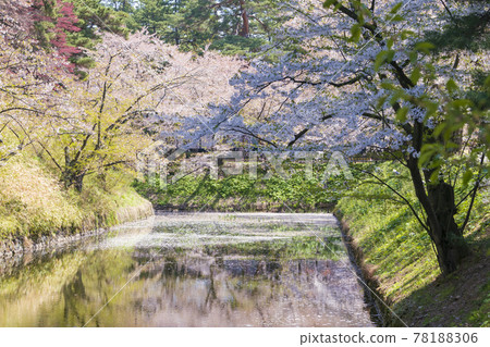 [Aomori Prefecture] Hirosaki Castle moat and cherry blossoms 78188306