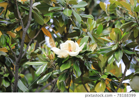 Magnolia magnolia in bloom Magnolia magnolia in bloom 78188399