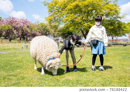 A child experiencing a sheep walk 78188422