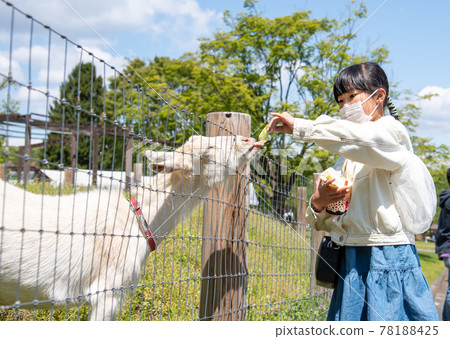 Elementary school girl experiencing goat feeding 78188425