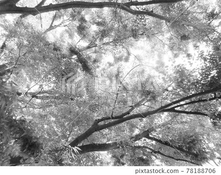 Fresh green zelkova branch [monochrome] 78188706