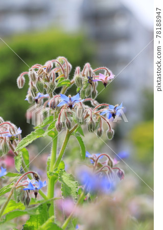 漂亮的琉璃苣花 78188947