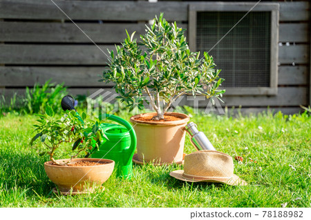 Plastic watering can, home plant in pot, straw hat, water bottle on grass lawn 78188982