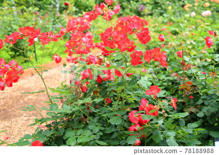 玫瑰花朵Salaband 玫瑰花朵Salaband 78188988